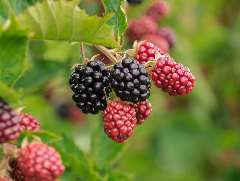 Enchanted Forest Berries